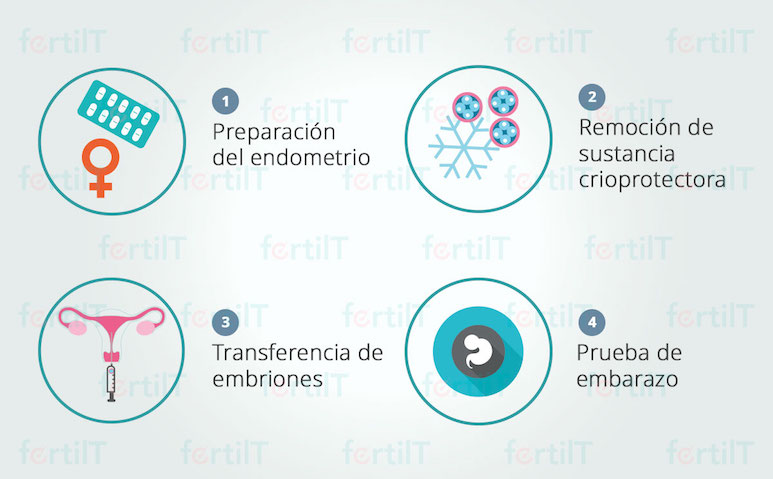 pasos del tratamiento de adopción de embriones o embrioadopción