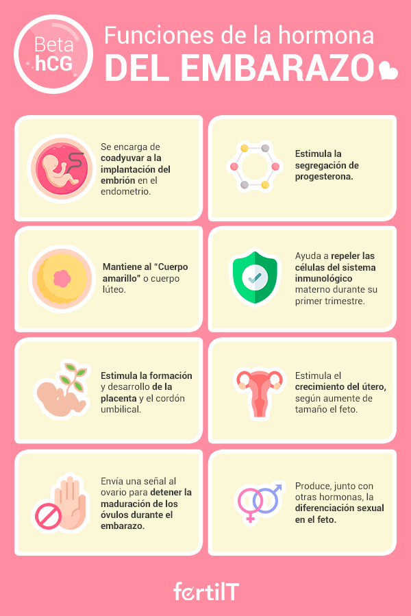 Gonadotropina Coriónica Humana La Hormona Del Embarazo Beta Hcg 