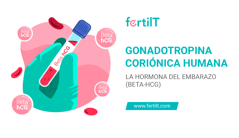 Portada de artículo Gonadotropina Coriónica Humana: la hormona del embarazo (beta-hCG)