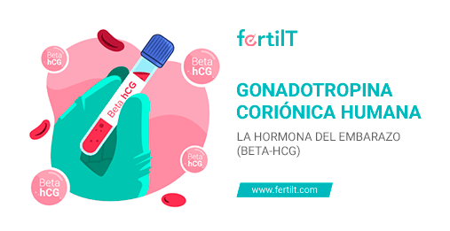 Gonadotropina Coriónica Humana La Hormona Del Embarazo Beta Hcg 
