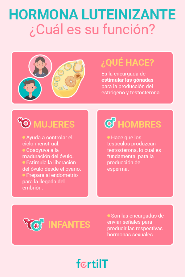 Infografia de Hormona luteinizante y su función