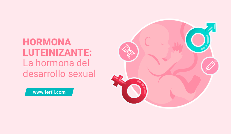 Portada de artículo Hormona luteinizante: la hormona del desarrollo sexual