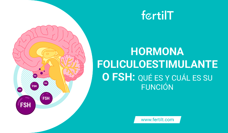 Portada de artículo Hormona Foliculoestimulante o FSH