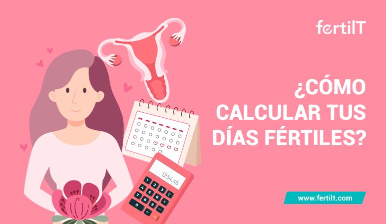 dibujo como calcular tus dias fertiles