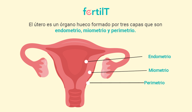 Imagen de un útero con sus tres capas señaladas para explicar causas de adenomiosiss