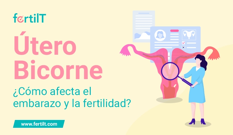Portada del artículo Útero Bicorne ¿Cómo afecta el embarazo y la fertilidad?
