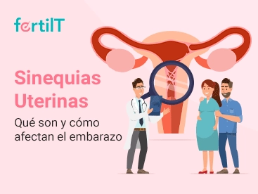 https://www.fertilt.com/wp-content/uploads/2024/04/sinequias-uterinas-que-son-y-como-afectan-el-embarazo-mini.webp