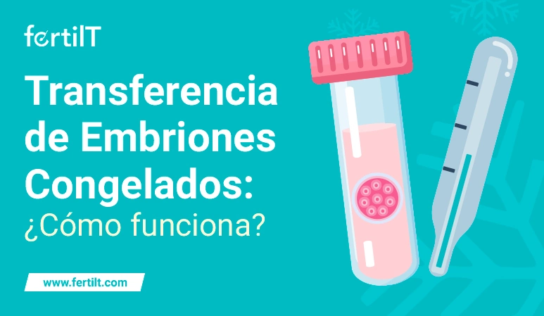 Descubre cómo se realiza la transferencia de embriones congelados