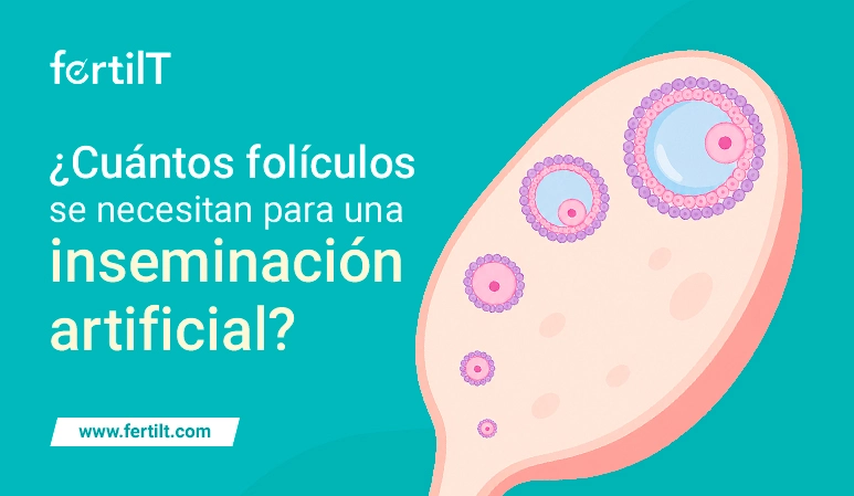 Portada de artículo de blog con ilustración médica de un ovario con varios folículos en crecimiento que ayuda a explicar cuántos folículos se necesitan para una inseminación artificial.