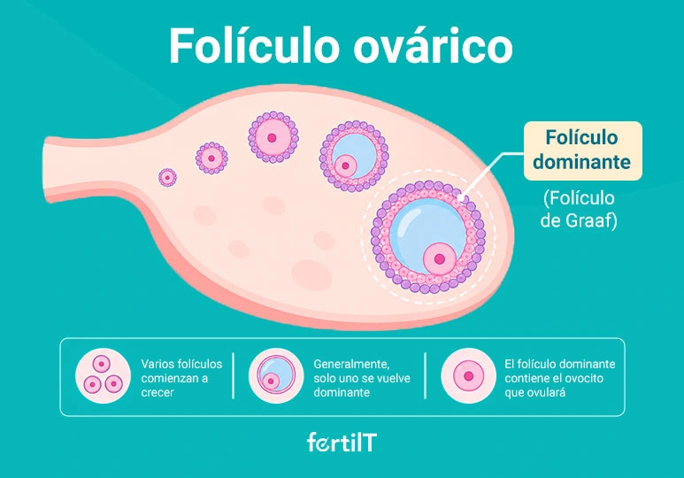 Ilustración informativa sobre cuántos folículos se necesitan para una inseminación artificial, representada con un ovario y varios folículos ováricos.